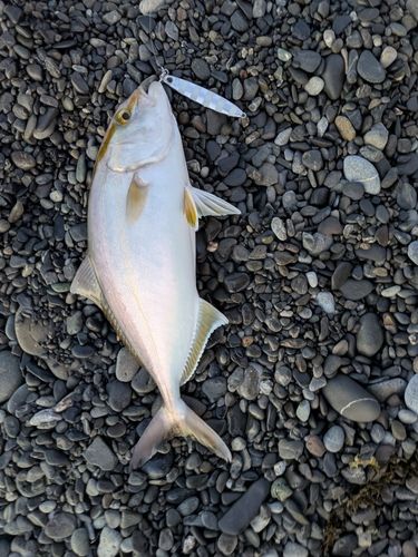 カンパチの釣果