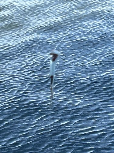 カタクチイワシの釣果