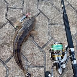 マゴチ