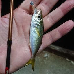 アジ