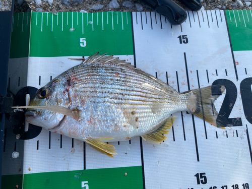 釣果