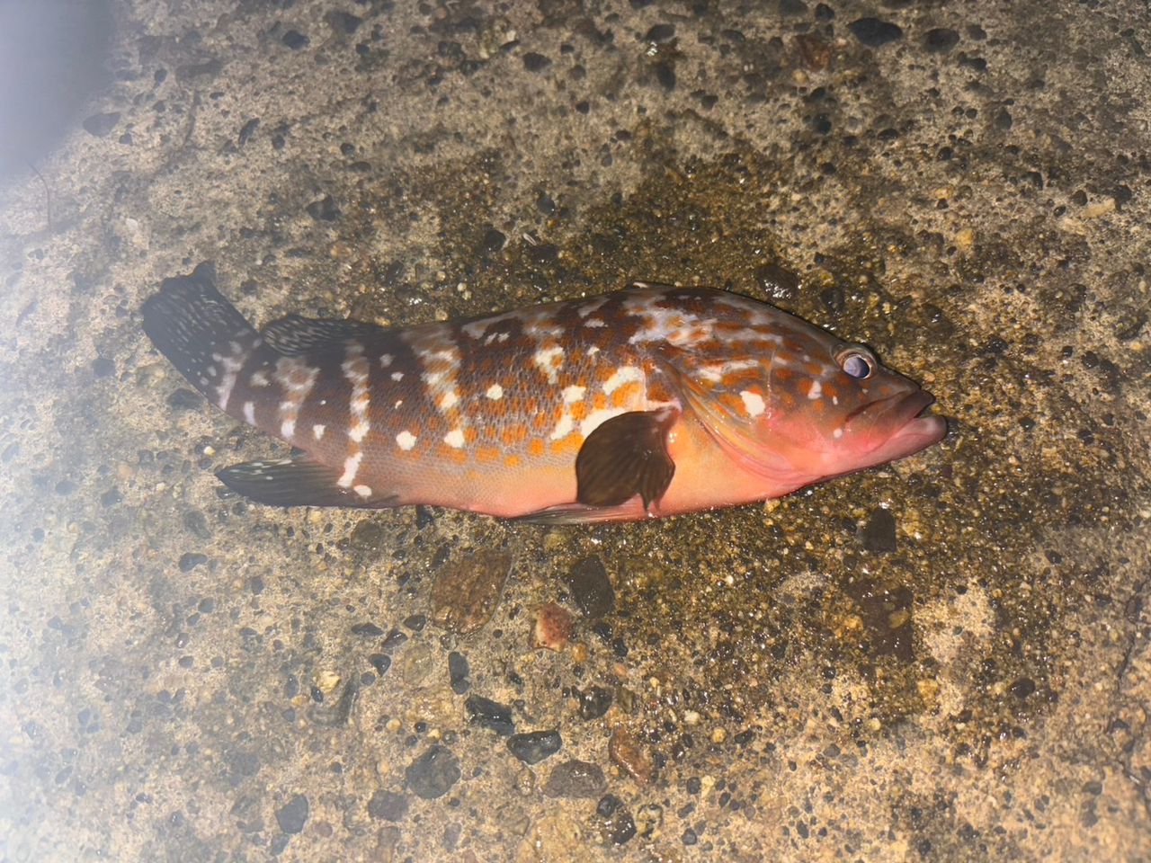 キジハタ