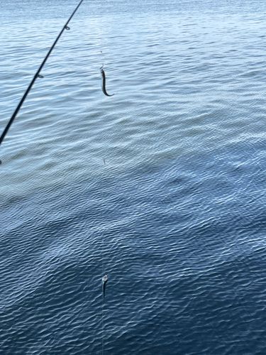 カタクチイワシの釣果