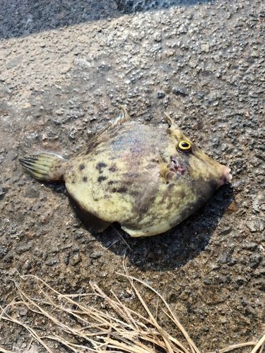 カワハギの釣果