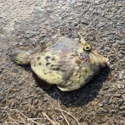 カワハギ