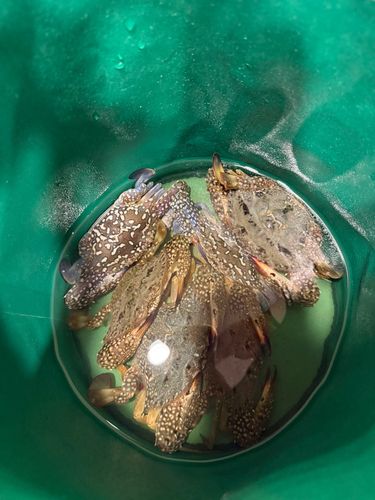 タイワンガザミの釣果