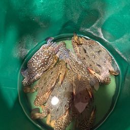 タイワンガザミ