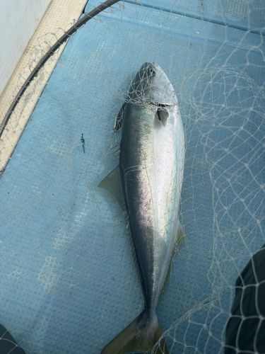 ハマチの釣果