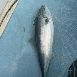 ハマチ