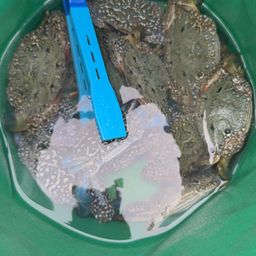 タイワンガザミ