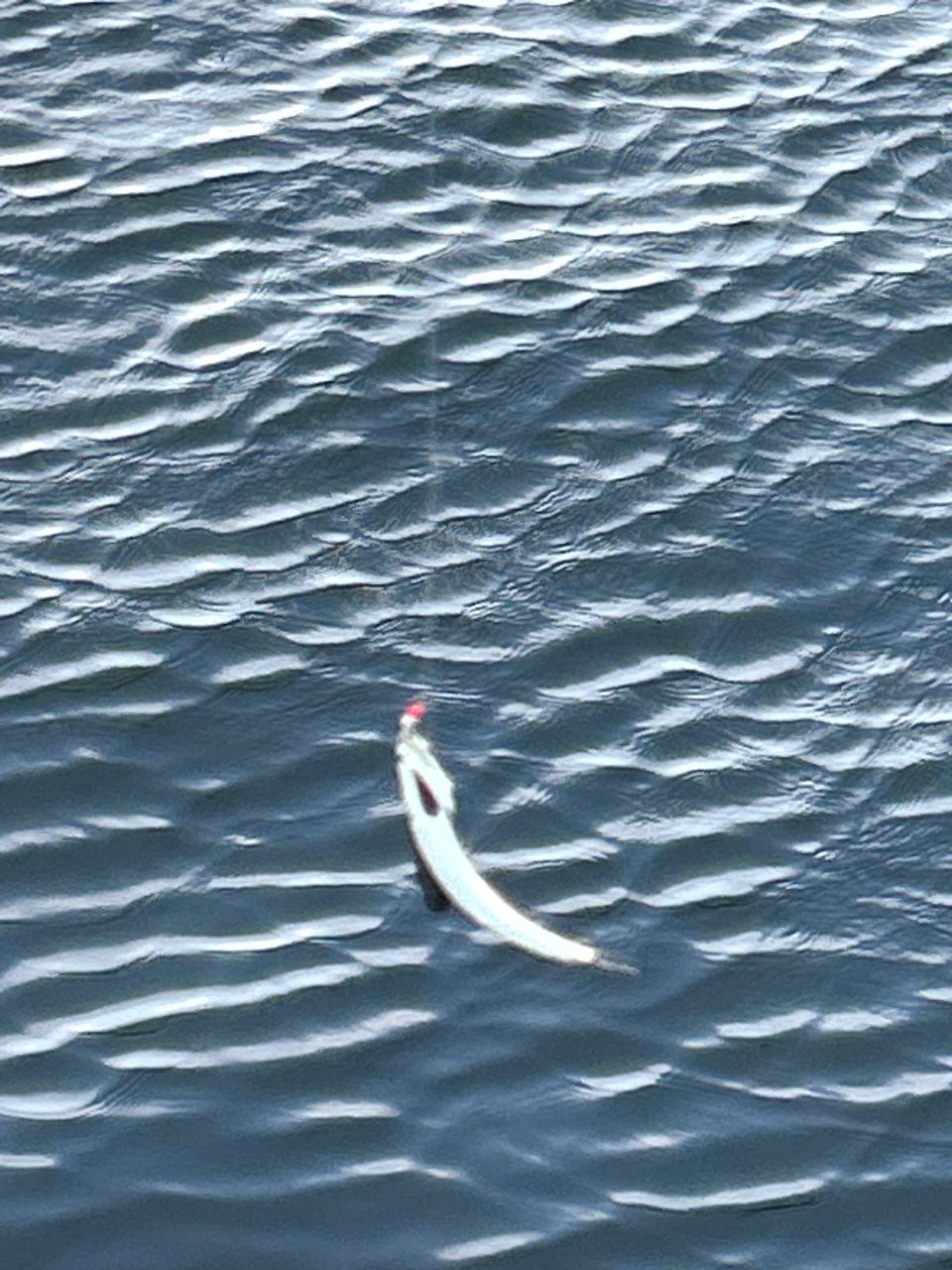 カタクチイワシ