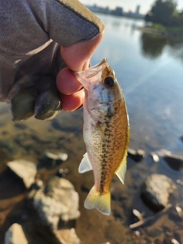 ラージマウスバスの釣果