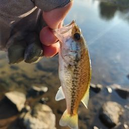 ラージマウスバス