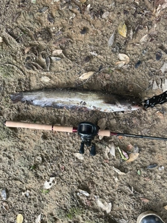 ナマズの釣果