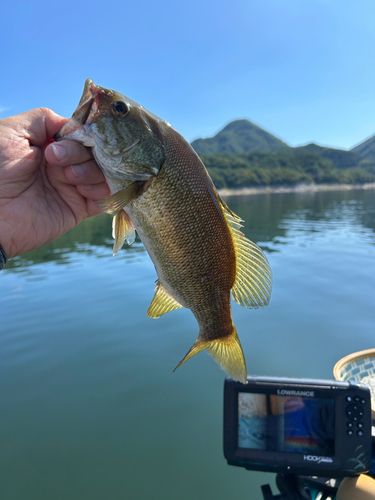 スモールマウスバスの釣果