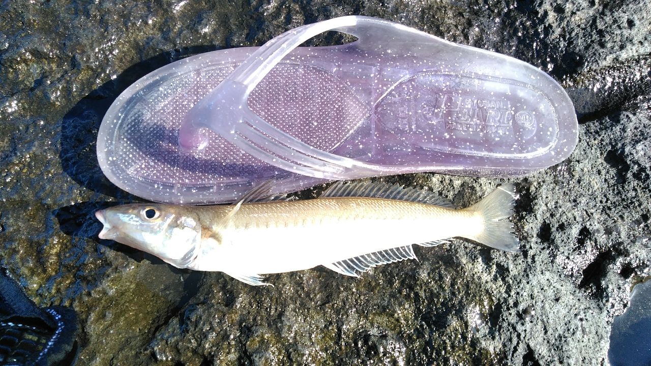 シロギス