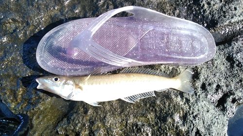 シロギスの釣果