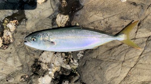 ワカシの釣果
