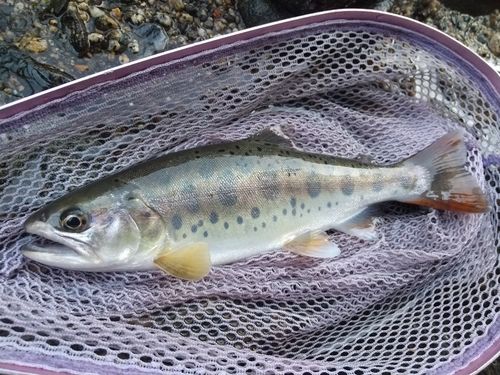 ヤマメの釣果