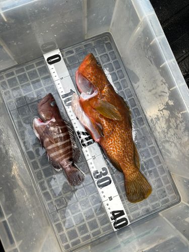 アオハタの釣果