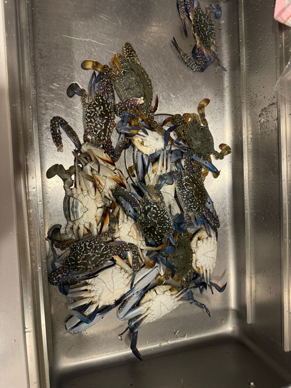 タイワンガザミ