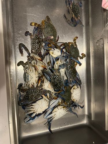 博多湾