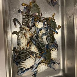 タイワンガザミ