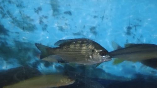 コアユの釣果
