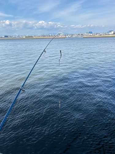カタクチイワシの釣果