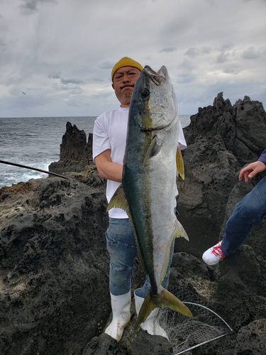 ヒラマサの釣果