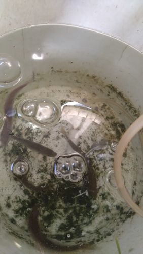 コアユの釣果