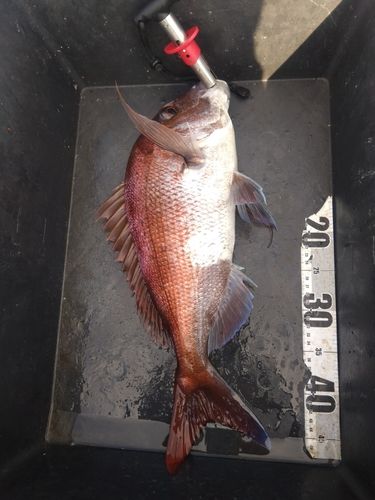 マダイの釣果