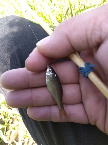 ヤリタナゴの釣果