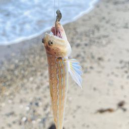 エソ
