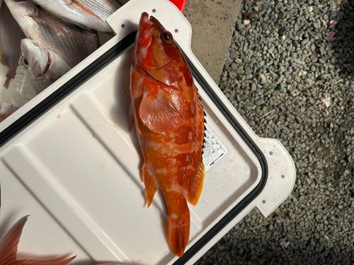 アカハタの釣果