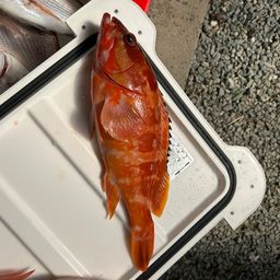 アカハタ