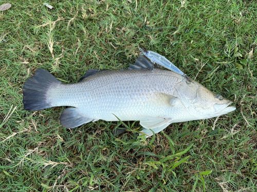 ナマズの釣果