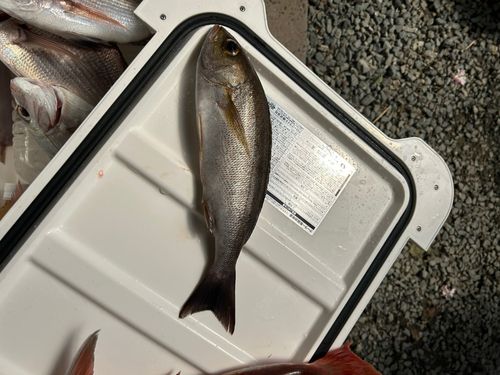 イサキの釣果