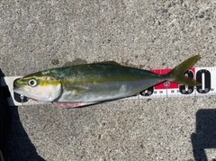 ワカシの釣果