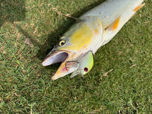 ナマズの釣果