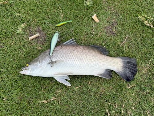 ナマズの釣果