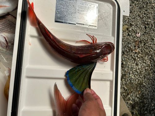 ホウボウの釣果