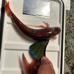 ホウボウ