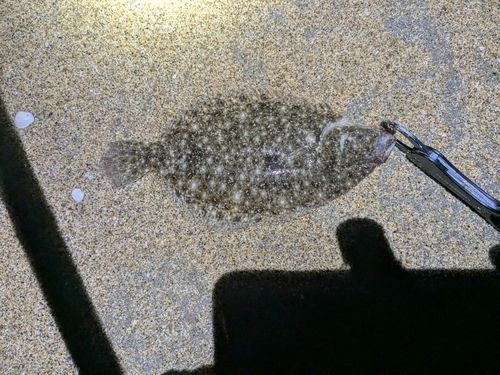 ソゲの釣果