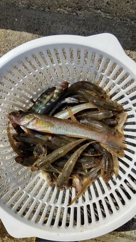 砂押川河口