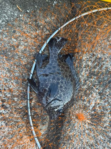 イシガキダイの釣果