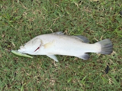ナマズの釣果
