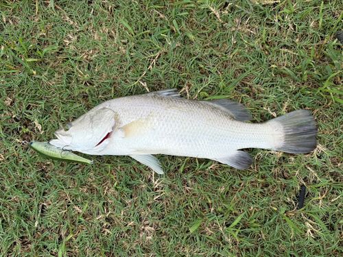 ナマズの釣果