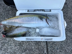 ブリの釣果
