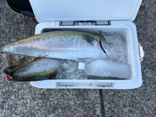 ブリの釣果